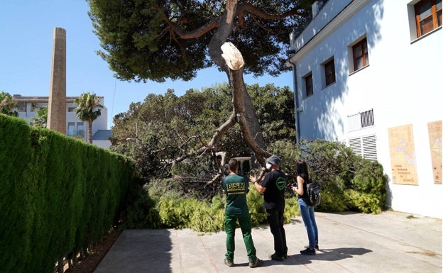 Adiós al histórico pino del Xalet de la Xapa de Benetússer