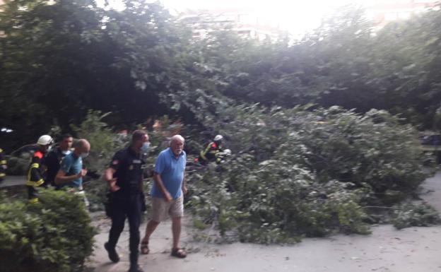 Tres heridos leves al desplomarse un árbol en un parque de Valencia