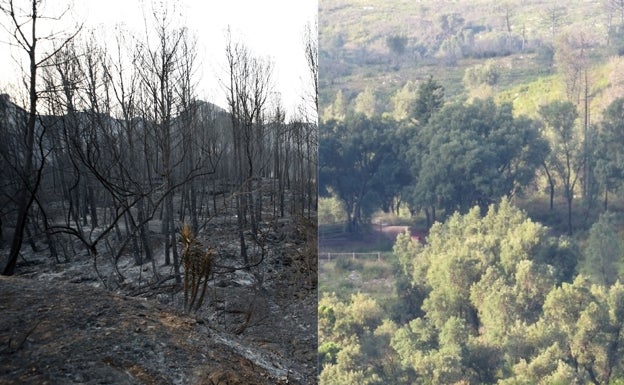 'El Surar' luce recuperado cuatro años después del incendio de Llutxent