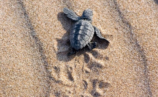 ¿Qué hacer si encuentras una tortuga marina en la playa?