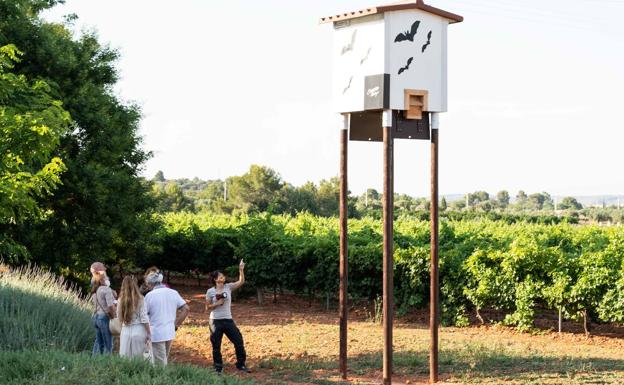 Cinco experiencias vinícolas en la Comunitat Valenciana