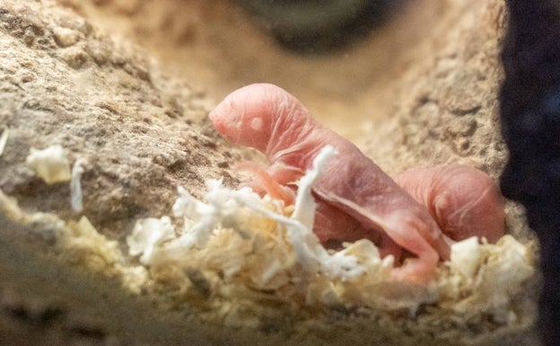 Nacen en BIOPARC nueve crías de mamífero peculiar