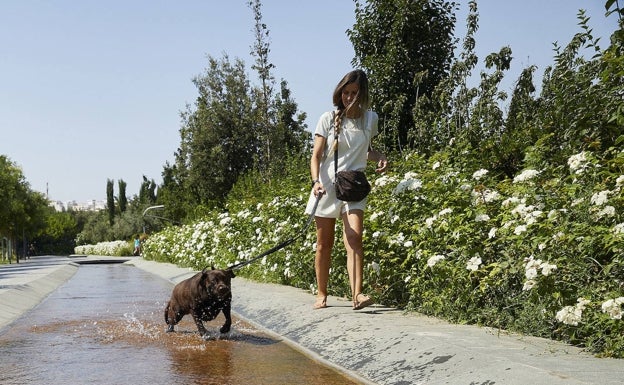 El Consell renueva la protección de los animales de compañía en la Comunitat