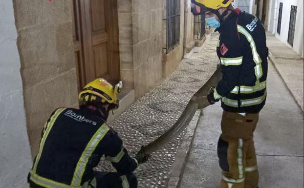 Encuentran en una calle de Benissa una serpiente de 2,5 metros