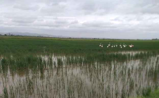 Los flamencos destrozan campos de arroz en l'Albufera