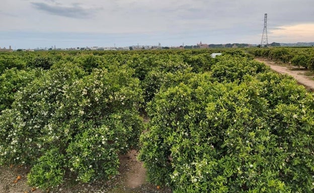 El PP de Moncada exige apoyo y ayudas para los agricultores locales en la lucha contra el cotonet