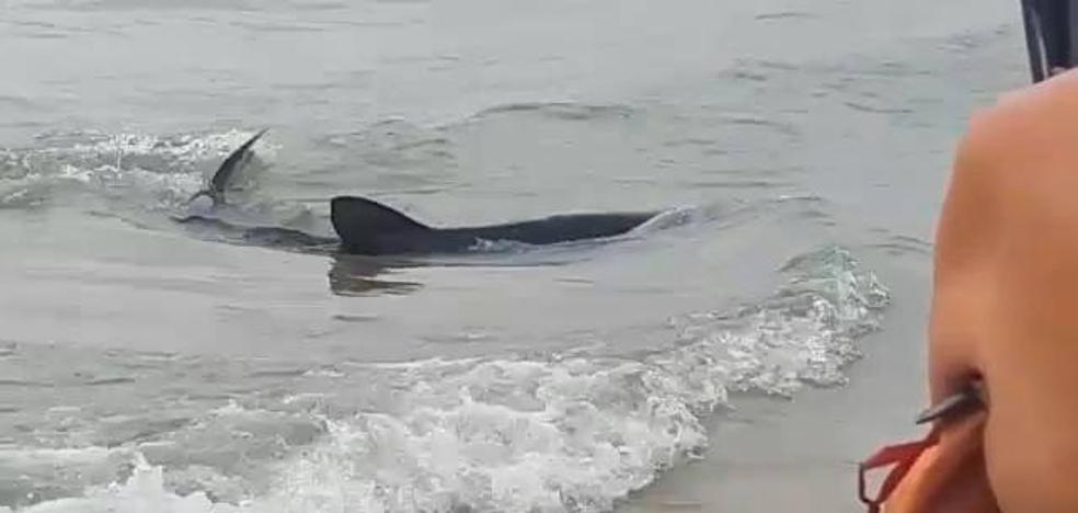 Tiburón en Benidorm | Llega un tiburón a la playa de Poniente de Benidorm - Vimarsana News