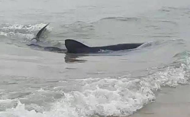 Llega un tiburón a la playa de Poniente de Benidorm