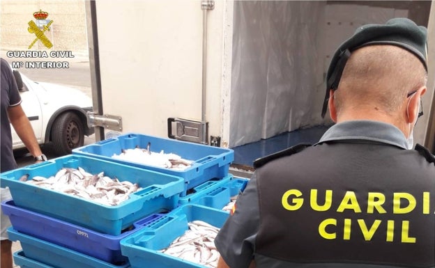La Guardia Civil requisa media tonelada de pescado ilegal en los puertos de Alicante, Santa Pola y Altea