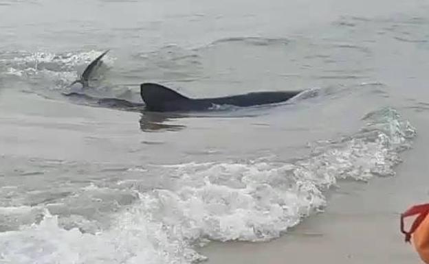 Aparece muerto un tiburón similar al avistado en la playa de Benidorm