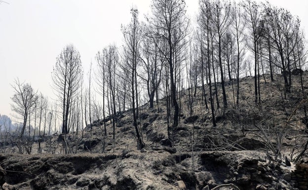 Azuébar se convierte en el peor incendio forestal desde 2019