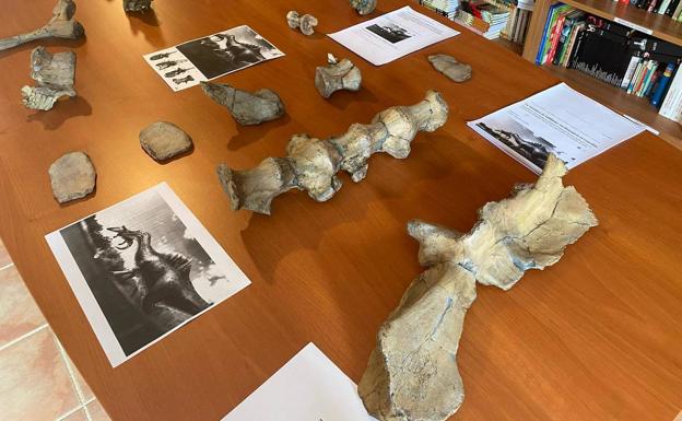 Reproducen los huesos del dinosaurio 'Vallibonavenatrix' hallados en Castellón