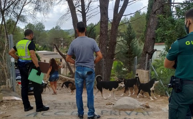 Villalonga retira varios perros de un terreno privado que atemorizaban a los vecinos