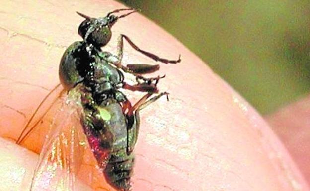 Expertos advierten de ataques de mosca negra a causa de la ola de calor en Valencia