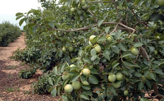 El cotonet amenaza al 25% de la producción de caqui de todo el país