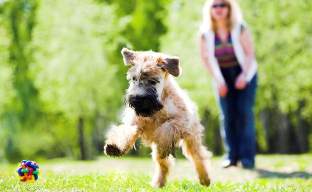 Juguetes peligrosos para tu mascota: todo lo que debes saber