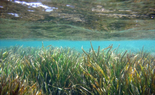 La UA pone en marcha cursos formativos en protección de especies marinas