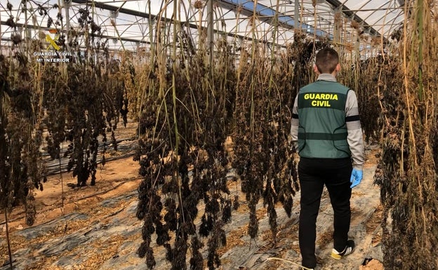La Guardia Civil desmantela una plantación de marihuana en El Puig