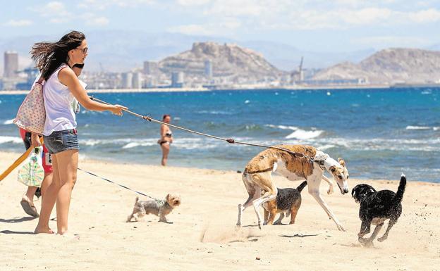 Playas 'pet-friendly' en la Comunitat Valenciana