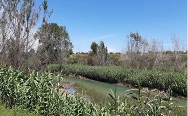 Una mejora para el Turia a su paso por Riba-roja