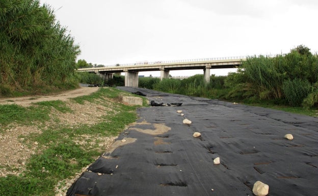 La CHJ invierte más de un millón en la restauración del bosque de ribera autóctono en el río Girona