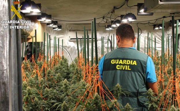 Un detenido en Agullent por cultivar marihuana y defraudación de fluido eléctrico