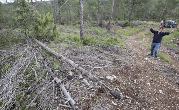 La promesa de Puig de invertir 144 millones en bosques queda en nada