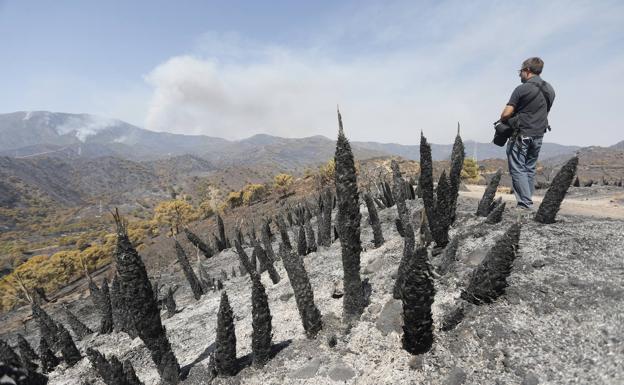 El fuego arrasa ya 7.400 hectáreas en Málaga con 85 kilómetros de perímetro