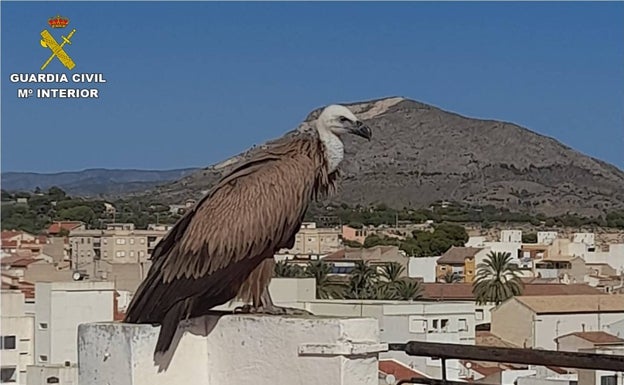 Rescatan a un buitre leonado desorientado y desnutrido en una azotea en Novelda