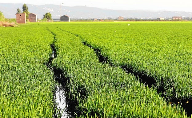 Los agricultores alertan de una caída del 10% en la cosecha del arroz