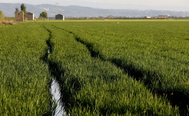 La producción de arroz caerá sobre un 10% por las malas hierbas