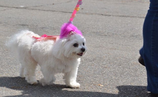 Tavernes impulsa un desfile de perros en fiestas para fomentar la adopción de animales abadonados