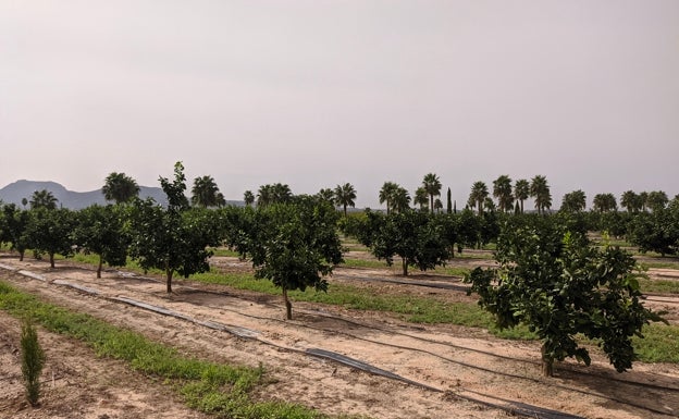 El sector citrícola espera una reducción de un 10% de la producción en esta campaña