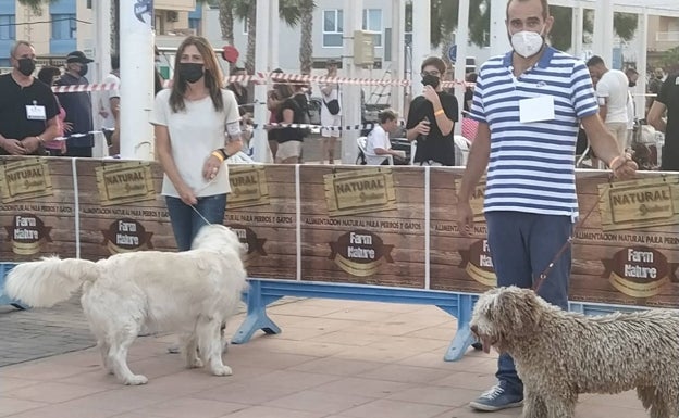 Canet busca mascotas y ciudadanos ejemplares