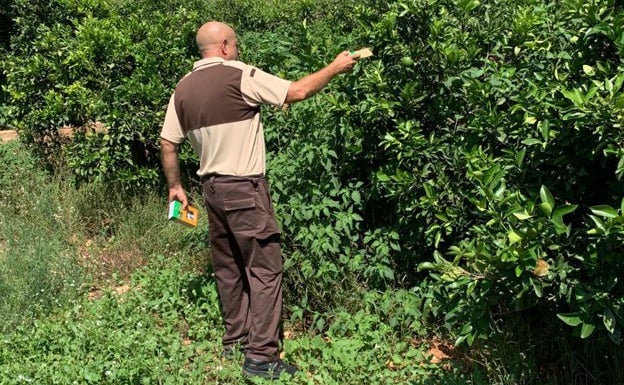 Tavernes suelta 10.000 escarabajos para acabar con el cotonet que daña los cítricos