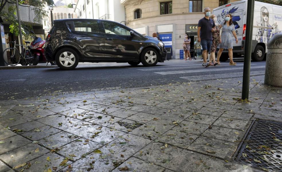 La plaga del 'cotonet' obliga a tratar al menos 1.200 árboles en Valencia