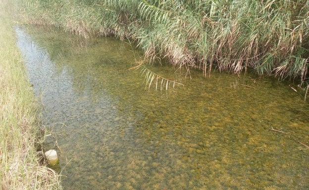 El aumento de la vegetación limpia el agua de la Albufera