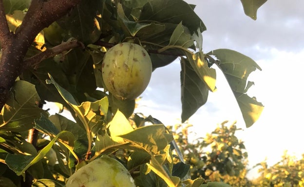 AVA cifra en 8 millones de euros las pérdidas por las primeras consecuencias del temporal