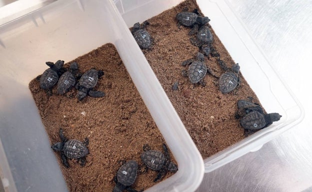 Nacen 70 tortugas marinas en un nido hallado en la playa de El Puig