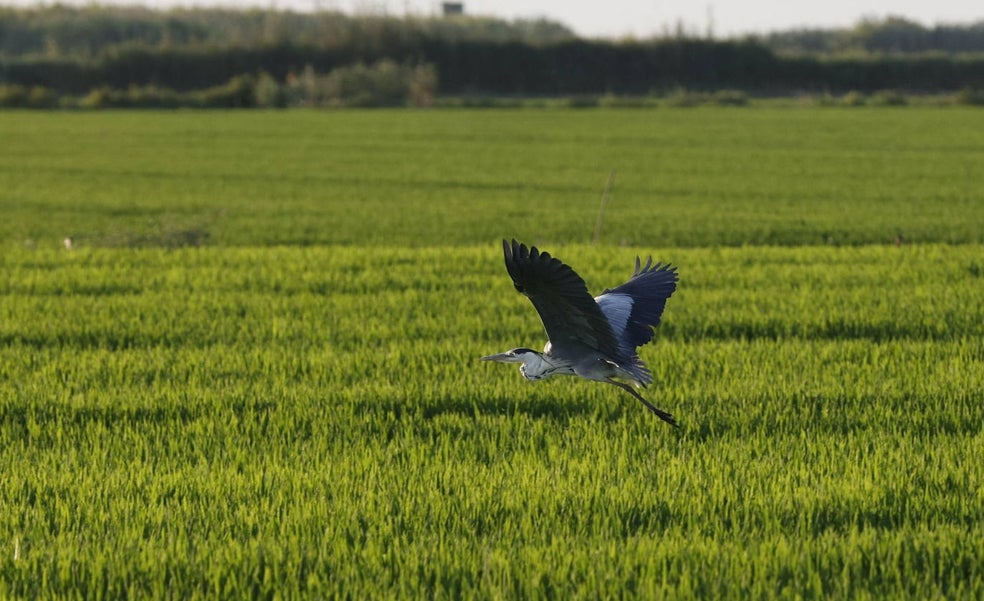 El Consell sólo gasta dos millones de los 240 prometidos por Puig para la Albufera