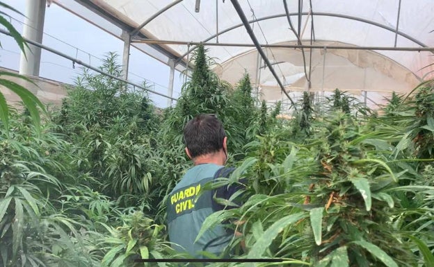 La Guardia Civil interviene más de 34.000 plantas de marihuana en Cox y Orihuela