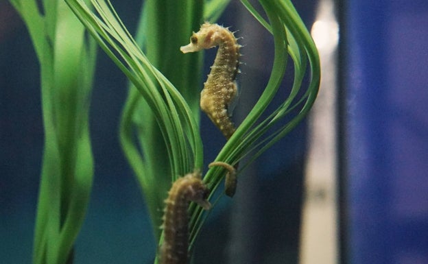 L'Oceanogràfic reproduce por primera vez el caballito de mar de hocico largo