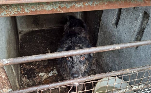 La Policía Local de Silla requisa un perro y denuncia al dueño por maltrato animal