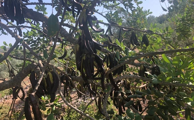 El cultivo de la algarroba toma auge en La Canal de Navarrés con récord de cosecha