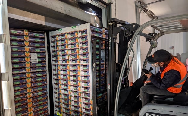 Los caquis de Carlet inician un viaje pionero