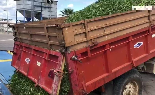 La campaña de aceituna arranca en la Canal de Navarrés con previsión de menor cosecha
