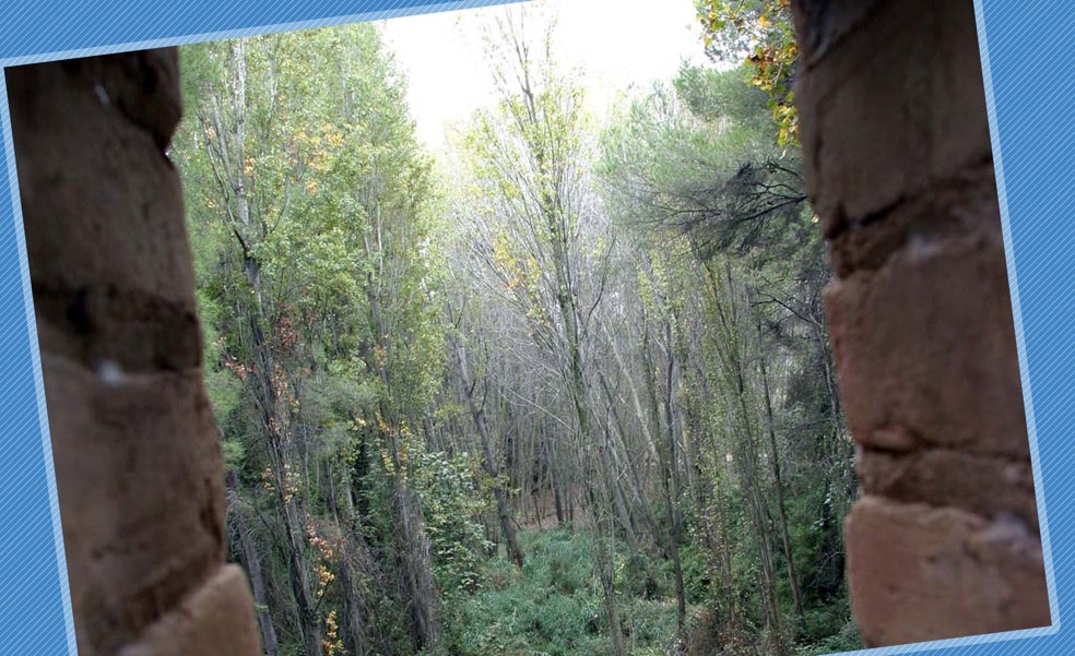 Un baño de bosque a la carrera para ganar salud física y mental