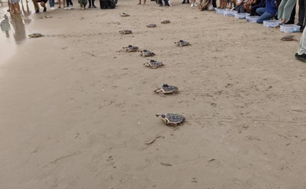 Doce tortugas bobas rescatadas en 2020 en Cullera vuelven al Mediterráneo