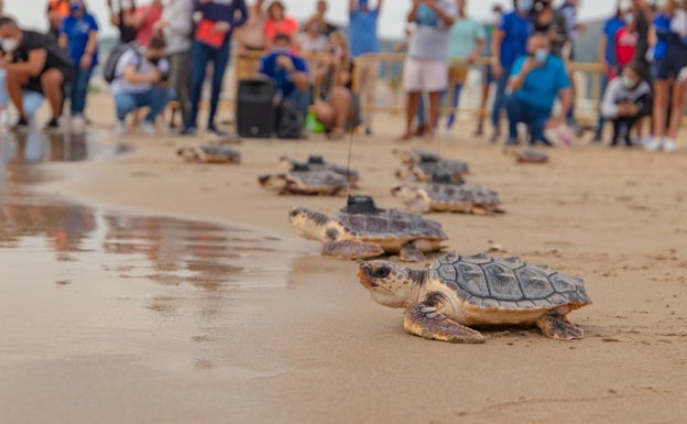 El Oceanogràfic exhibe una especie de ave extinta en España