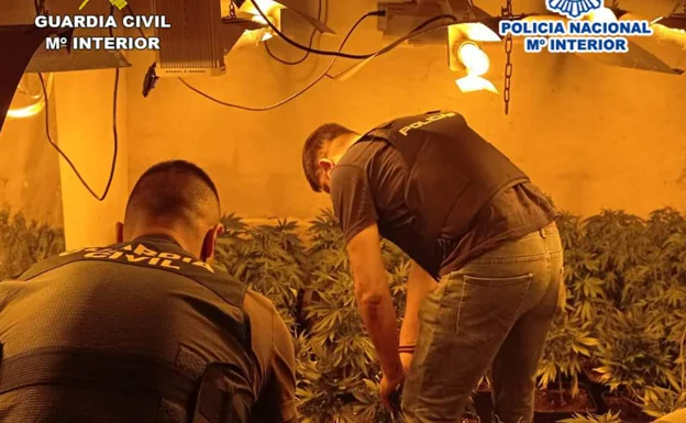 Desmantelan un punto de droga y un cultivo de 100 plantas de marihuana en San Fulgencio
